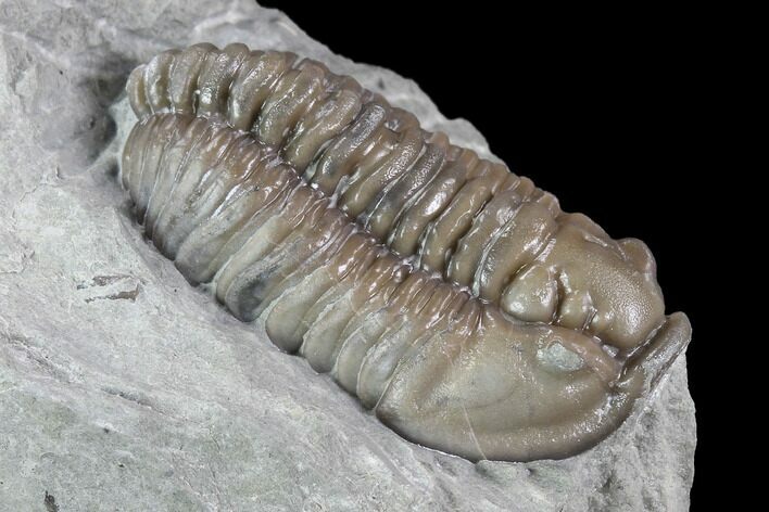 Bargain, Flexicalymene Trilobite - Mt Orab, Ohio #85614